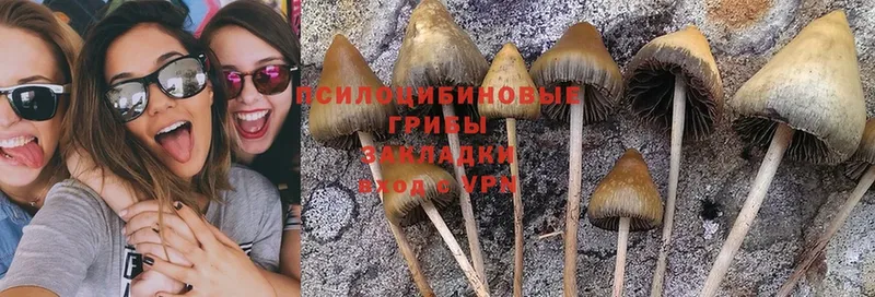 Псилоцибиновые грибы MAGIC MUSHROOMS  KRAKEN tor  Приволжск 